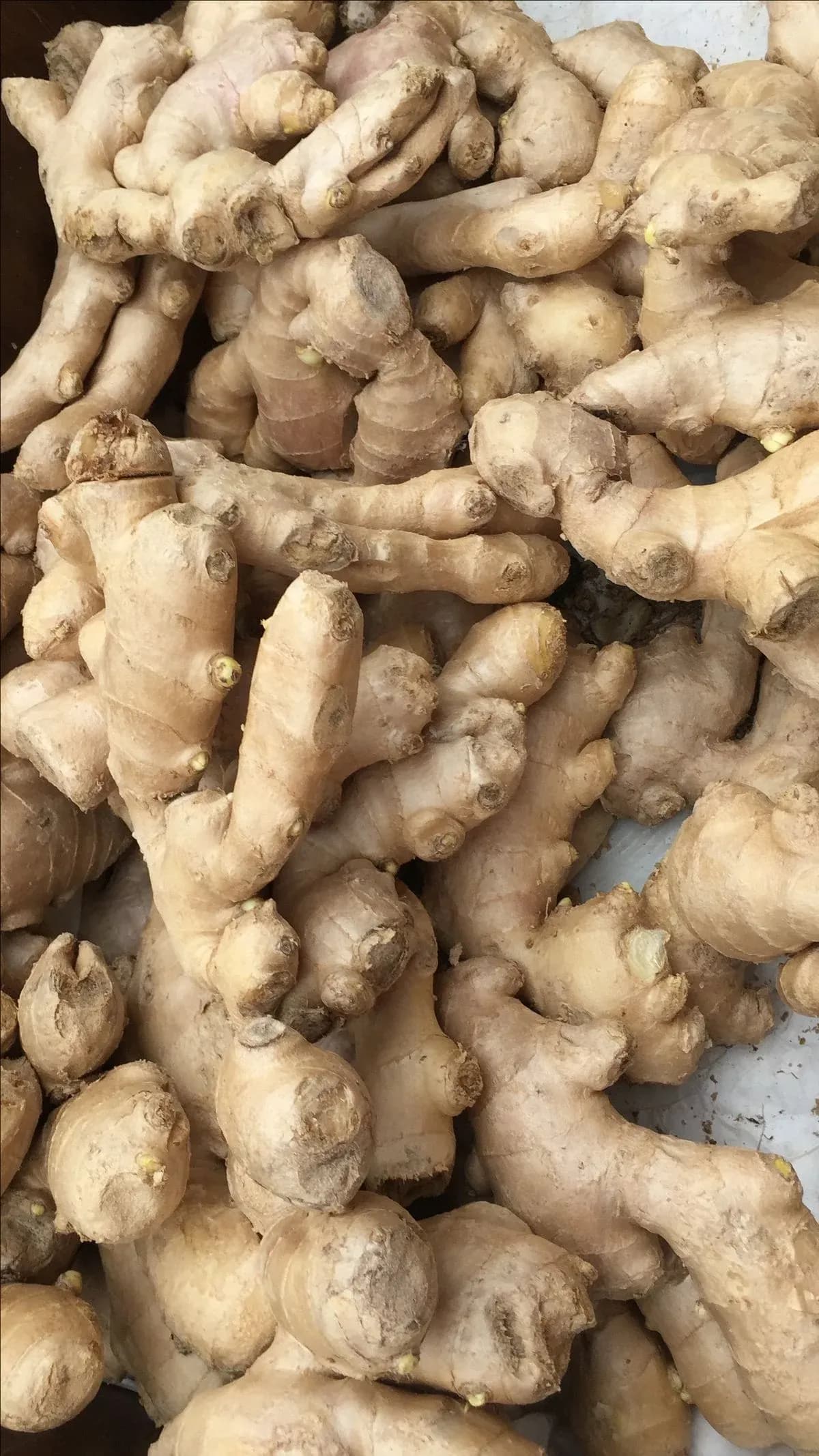 Fresh Ginger